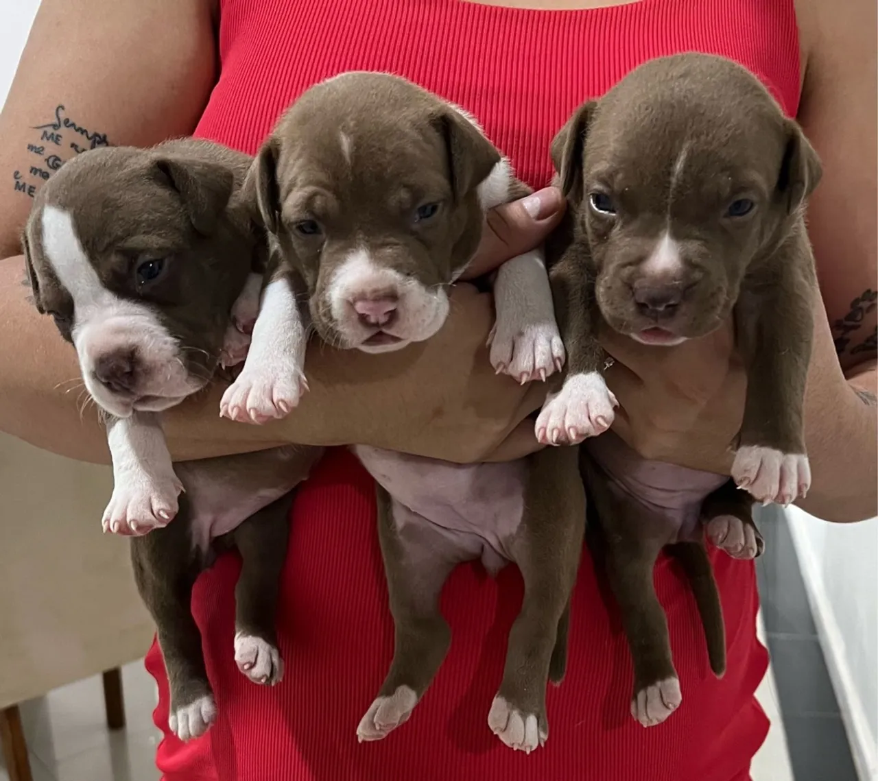 Filhotes de Pitbull
