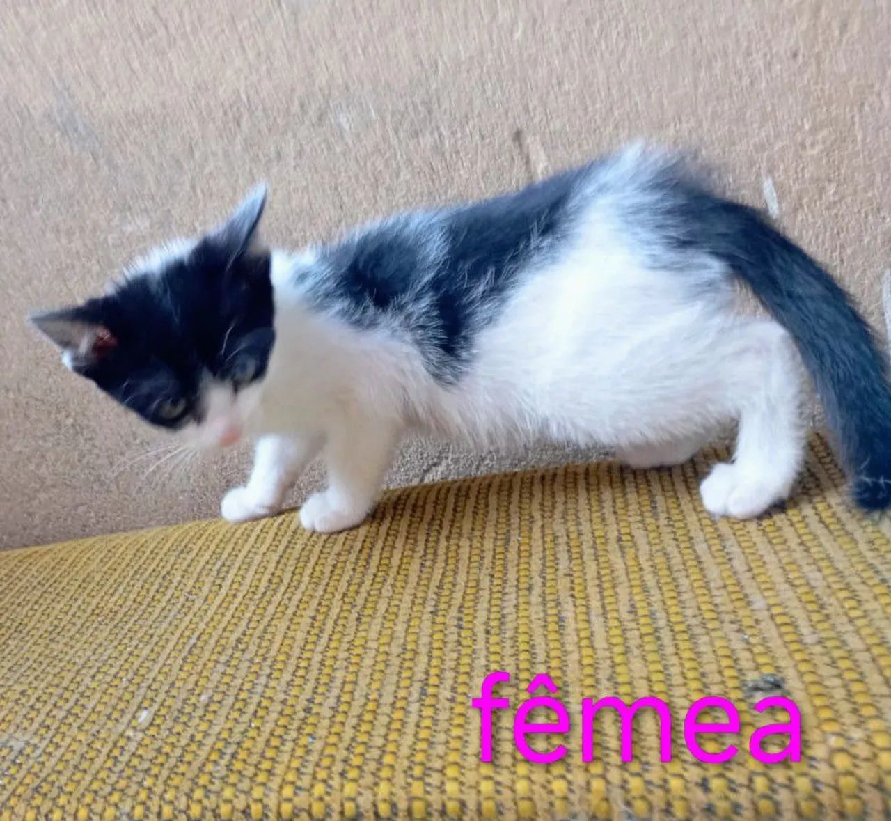 Gatinhos para Adoção - Foto 5