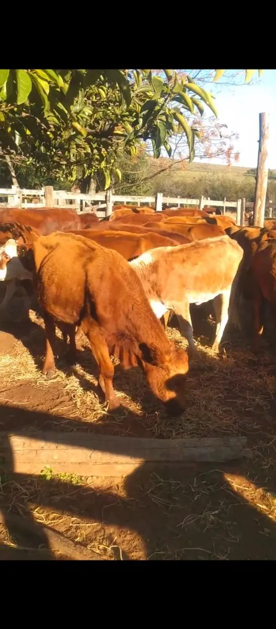 Vacas de invernar