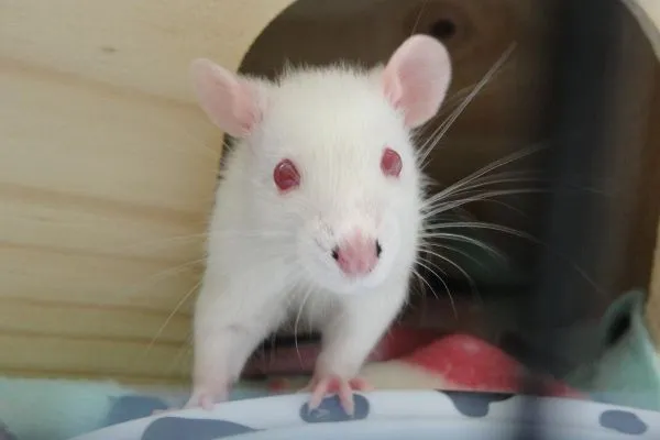 Ratinho Twister 