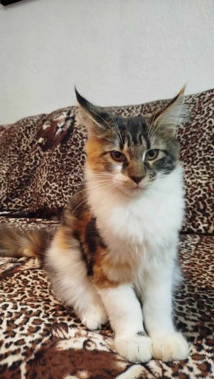 Maine Coon fêmea (inteira)