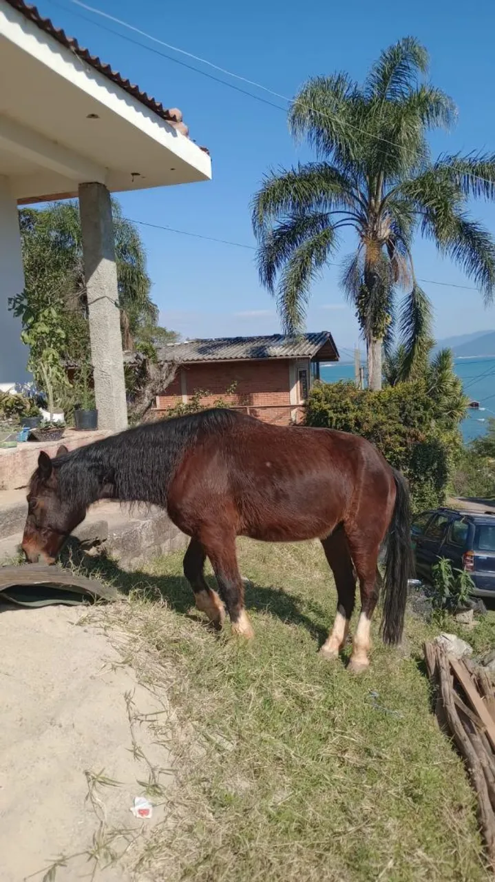 Cavalo crioulo de laço