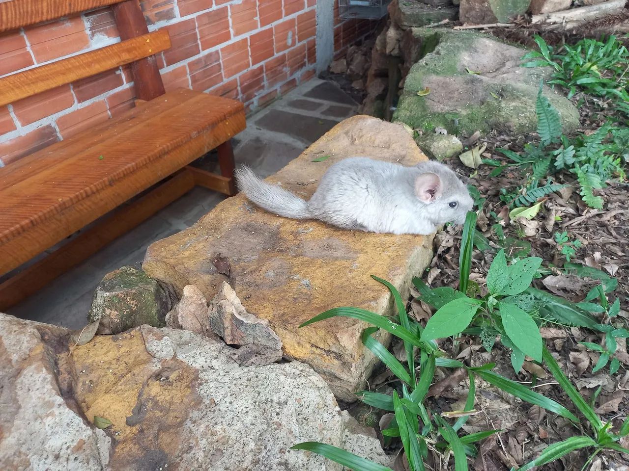 Chinchilas filhotes dóceis para estimação  - Foto 5