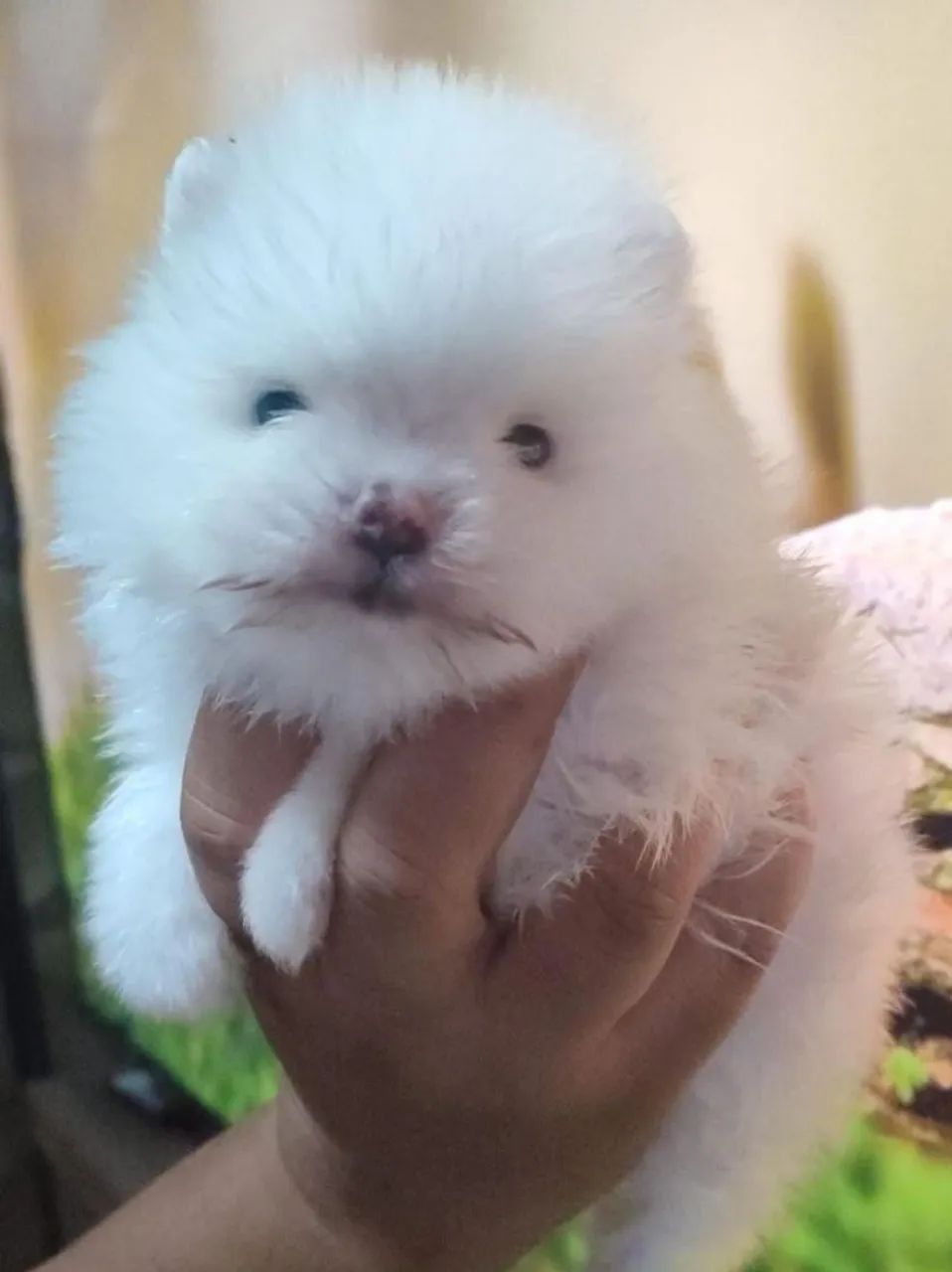 Spitz alemão branquinho anão ele está com 45 dia, vacinado e vermifugado,.