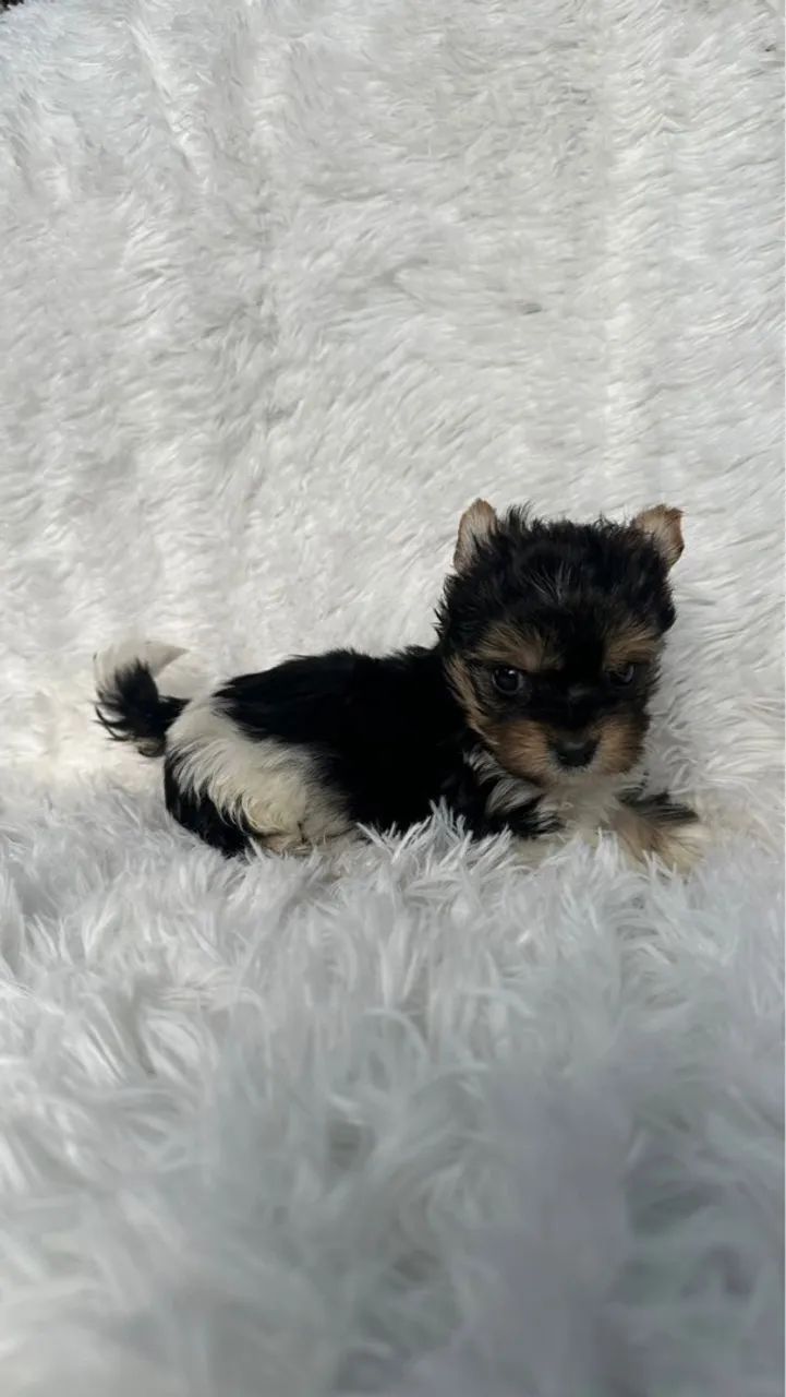 Yorkshire Biewer machos miniatura  - Foto 6