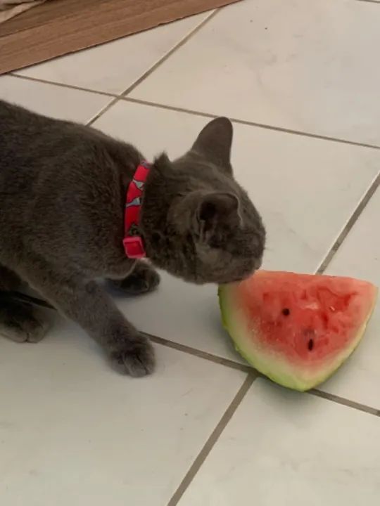 Gato 100% cinza para adoção - Foto 4