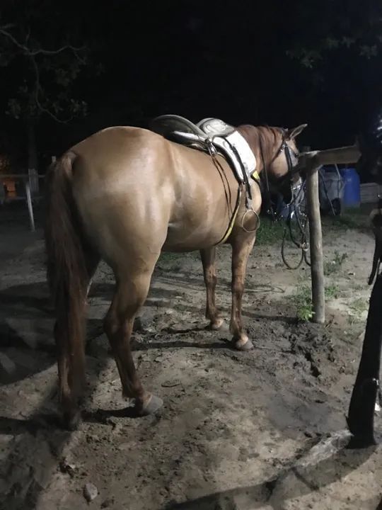 Égua meio sangue - Foto 4