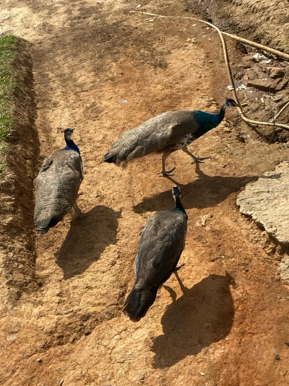 Pavões - 