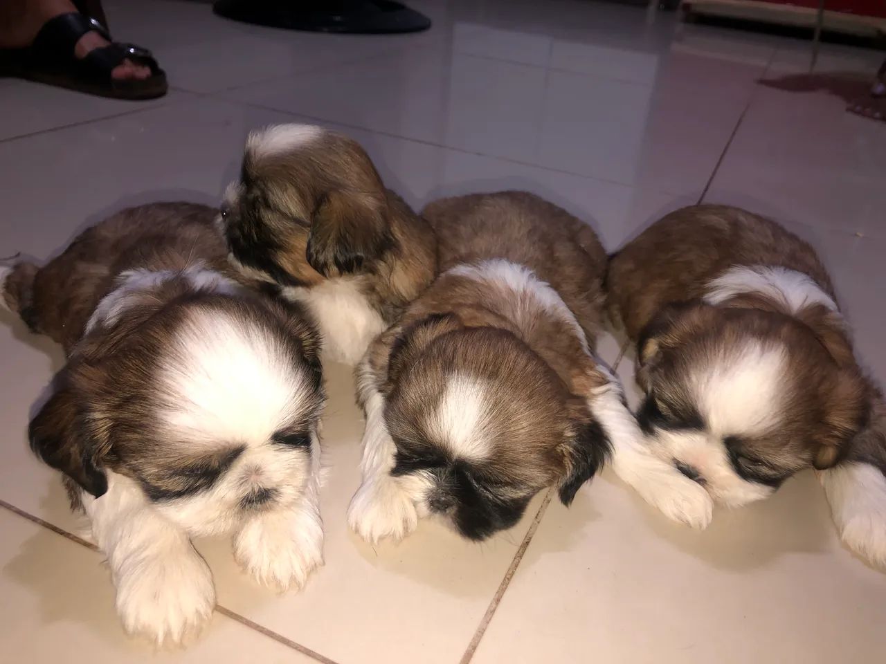 SHITZU FILHOTE - Foto 4