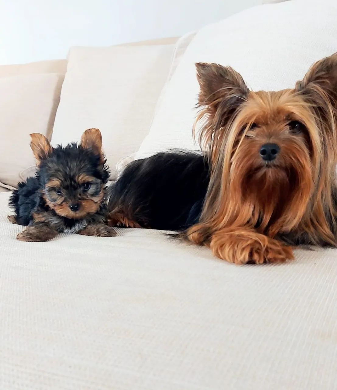 Yorkshire Terrier Filhote 
