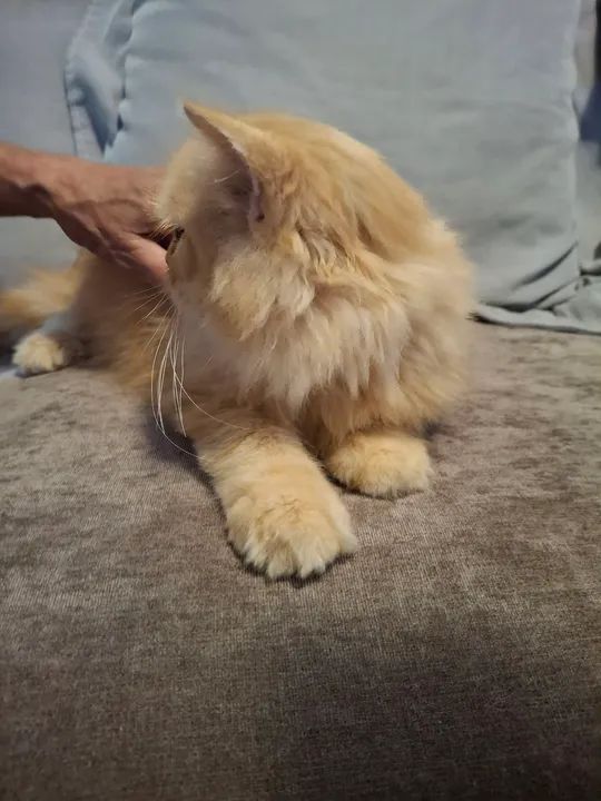 Gato Persa laranja ? - Foto 4