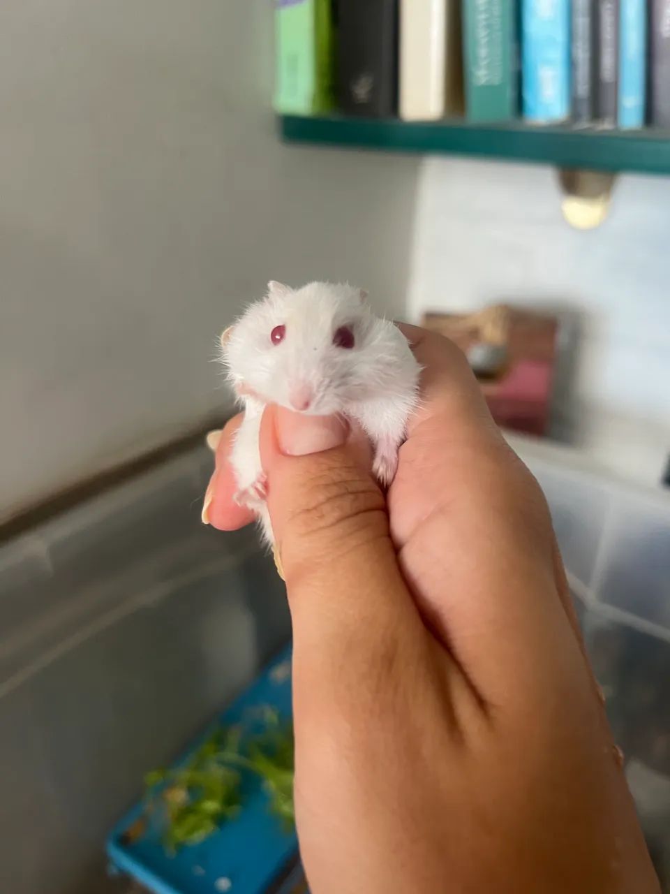 Hamster anao russo - olhos vermelhos - Foto 3