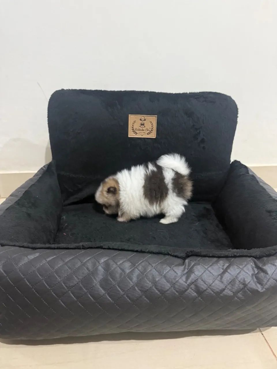 Filhotes de Lulu Pomerânia - Foto 5