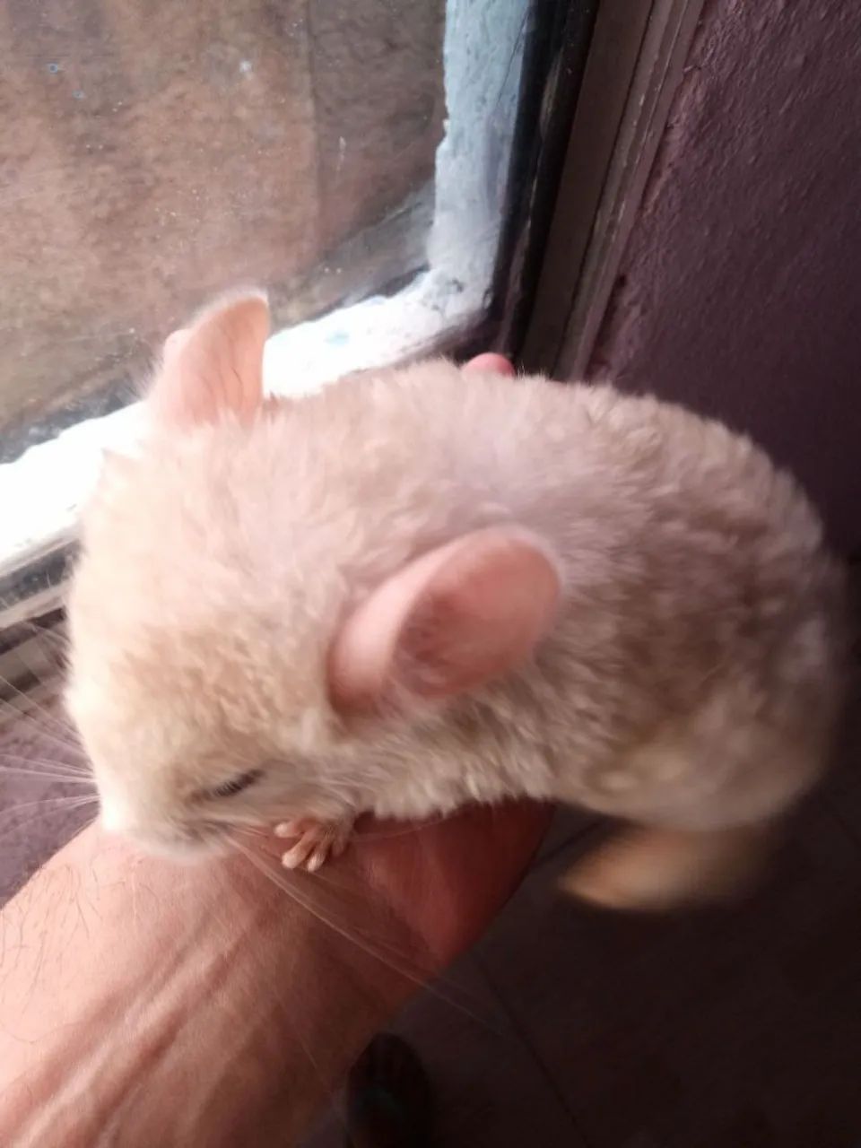 Vendo Lindo Chinchila Bege 