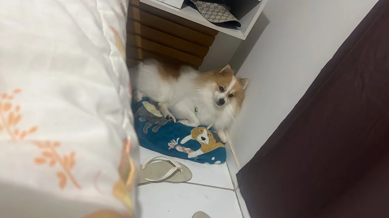 Filhote de Spitz Alemão