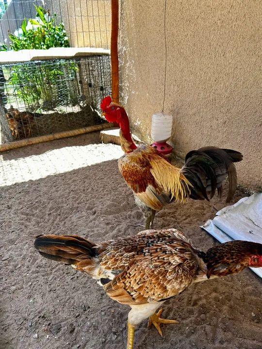 CASAL GALINHA CAIPIRA - Foto 2