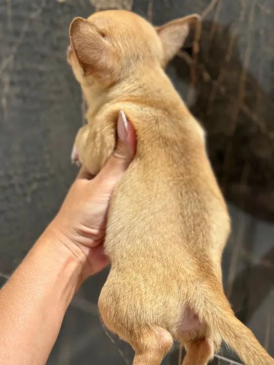 Chihuahua Fofo Pêlo Curto Macho Pronta Entrega!! Garanta já o seu. - Foto 3