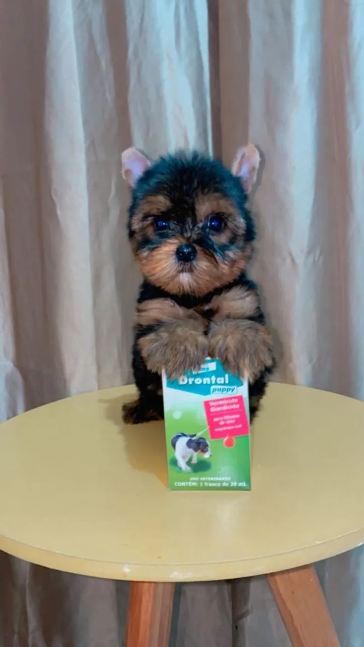 Filhotes de femeas Yorkshire Terrier disponíveis 