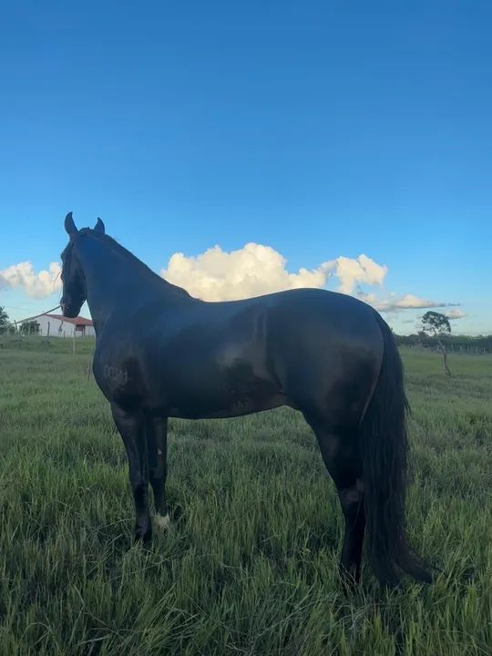 Cavalo Registrado Mangalarga Marchador Preto  - Foto 3