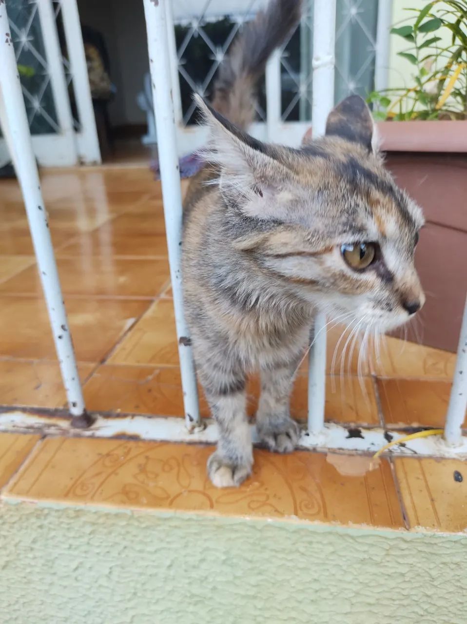 Gatinha em Anápolis procurando Lar