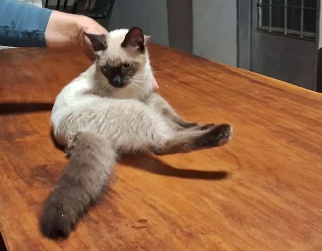 Gatinha para doação. - Foto 2