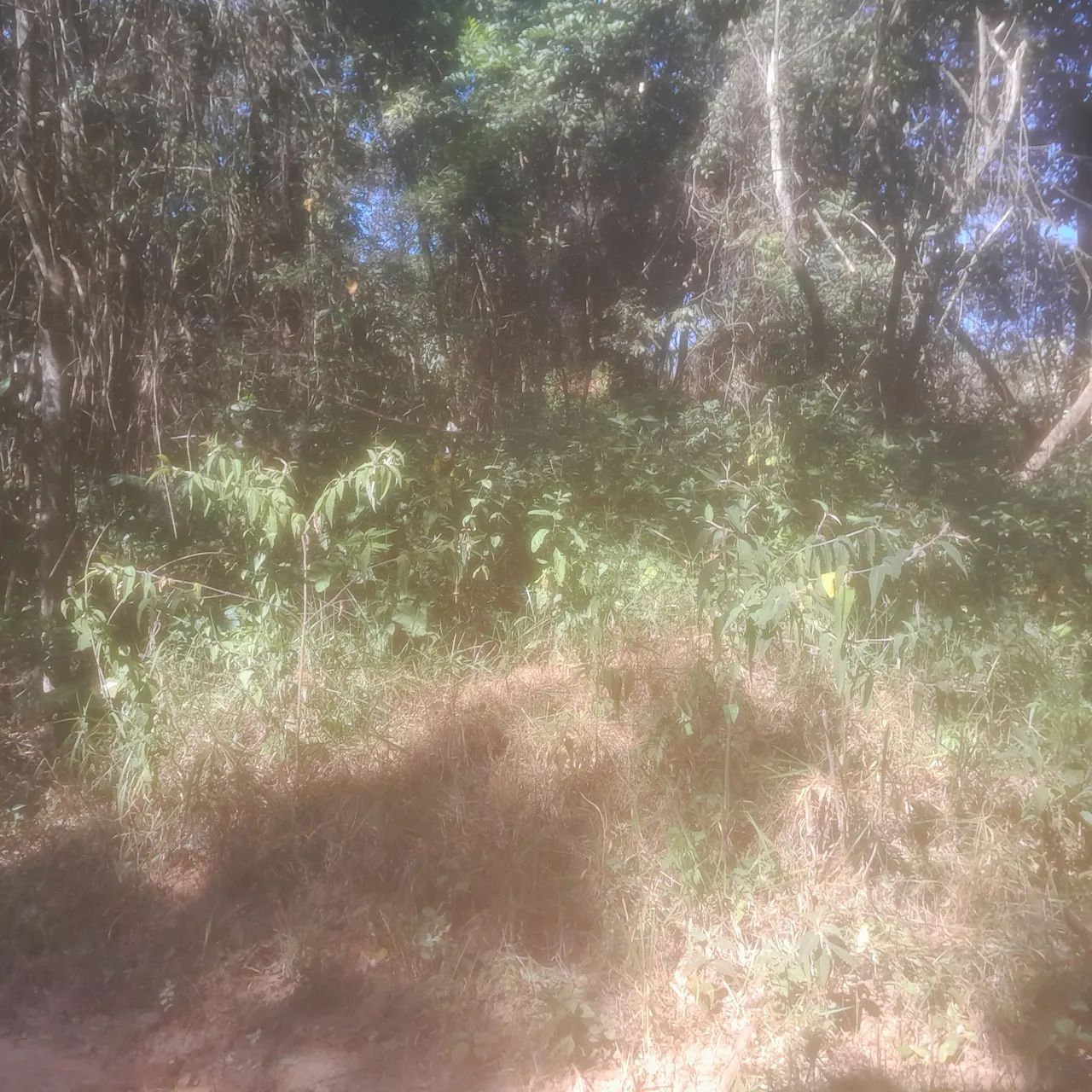 Lote de 300 mts  - Foto 2