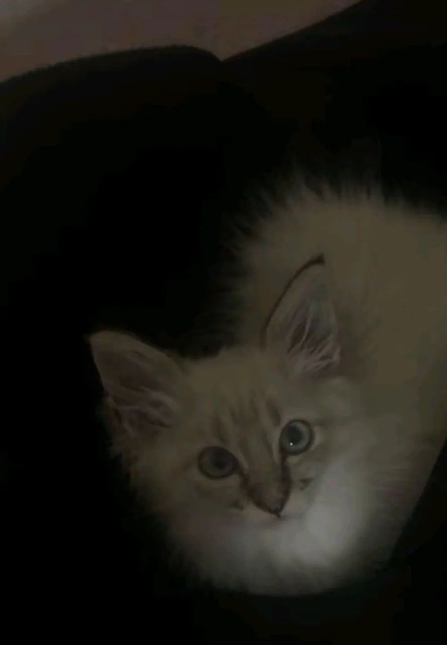 Doação de Gatos siameses  - Foto 2