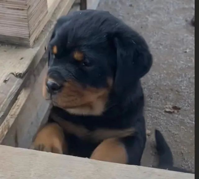 Rottweiler jolico 