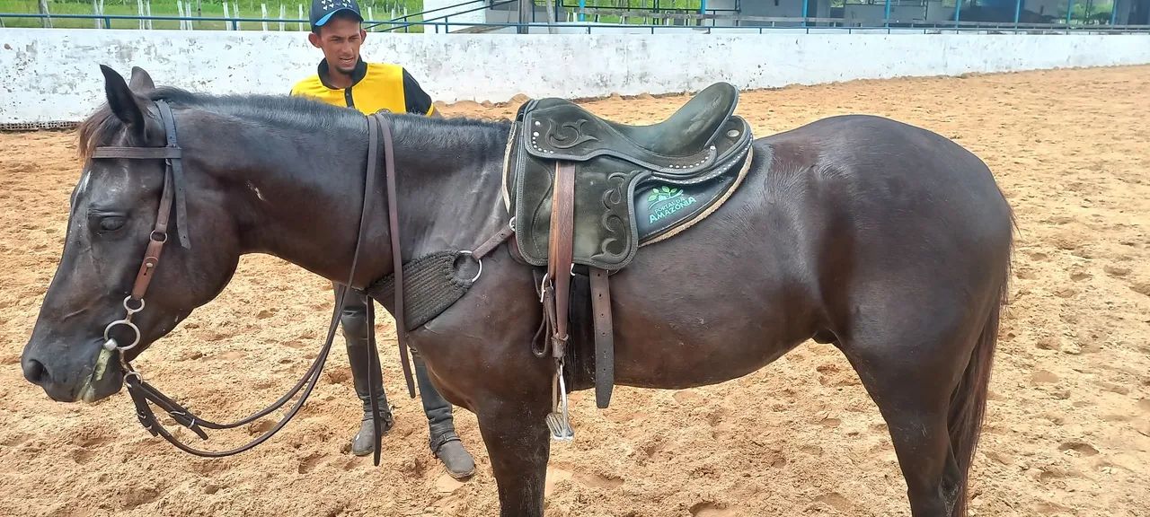 Cavalo Quarto de Milha para venda - Foto 2
