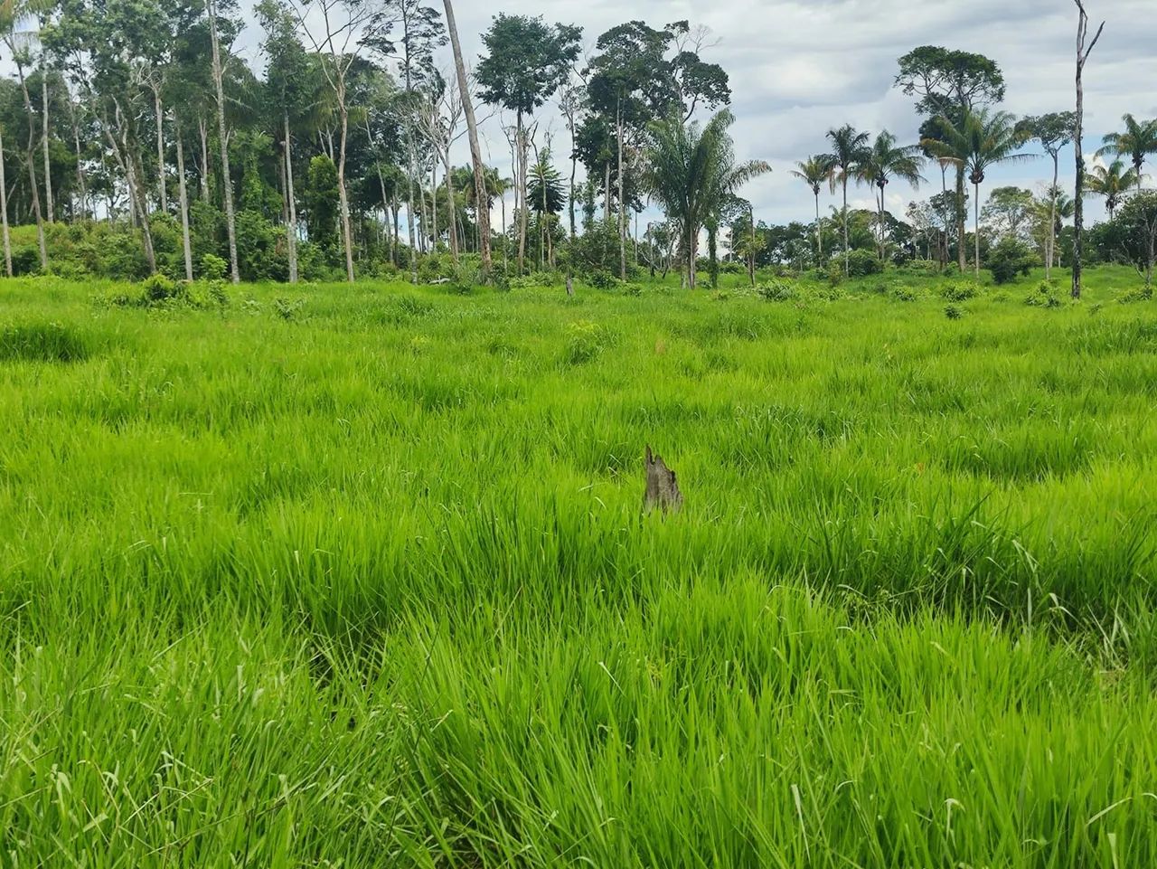 Fazenda 53 alqueires - Foto 3