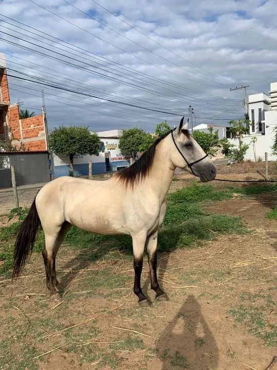 Cavalo!Genética do fator da cavaru retã - Foto 2