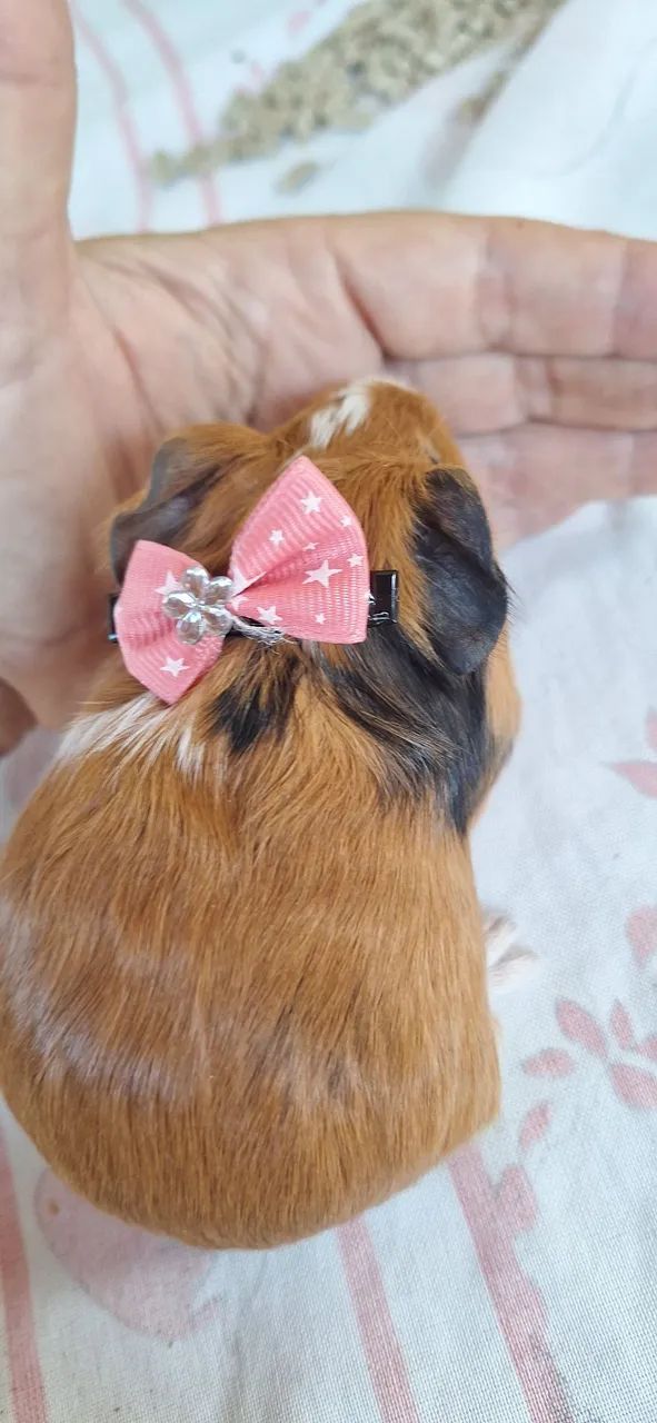 Porquinho da Índia femia  - Foto 4