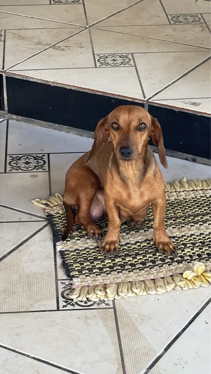 Filhote Cofap/ Basset/ linguiçinha/salsicha