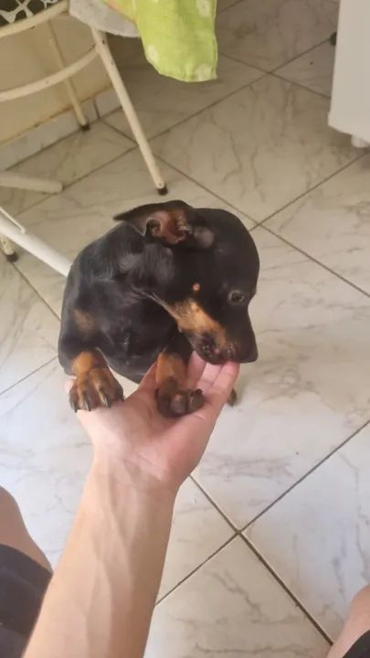 PINSCHER MACHO Nº 1 FILHOTE - Foto 2