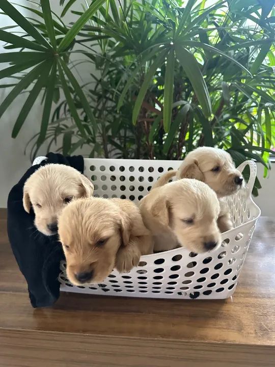 Vendo Filhotes de Golden Retriever - Foto 3