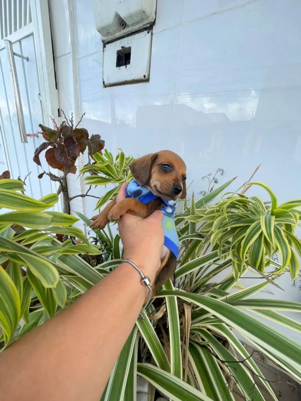 Filhote de Dachshund - Foto 3