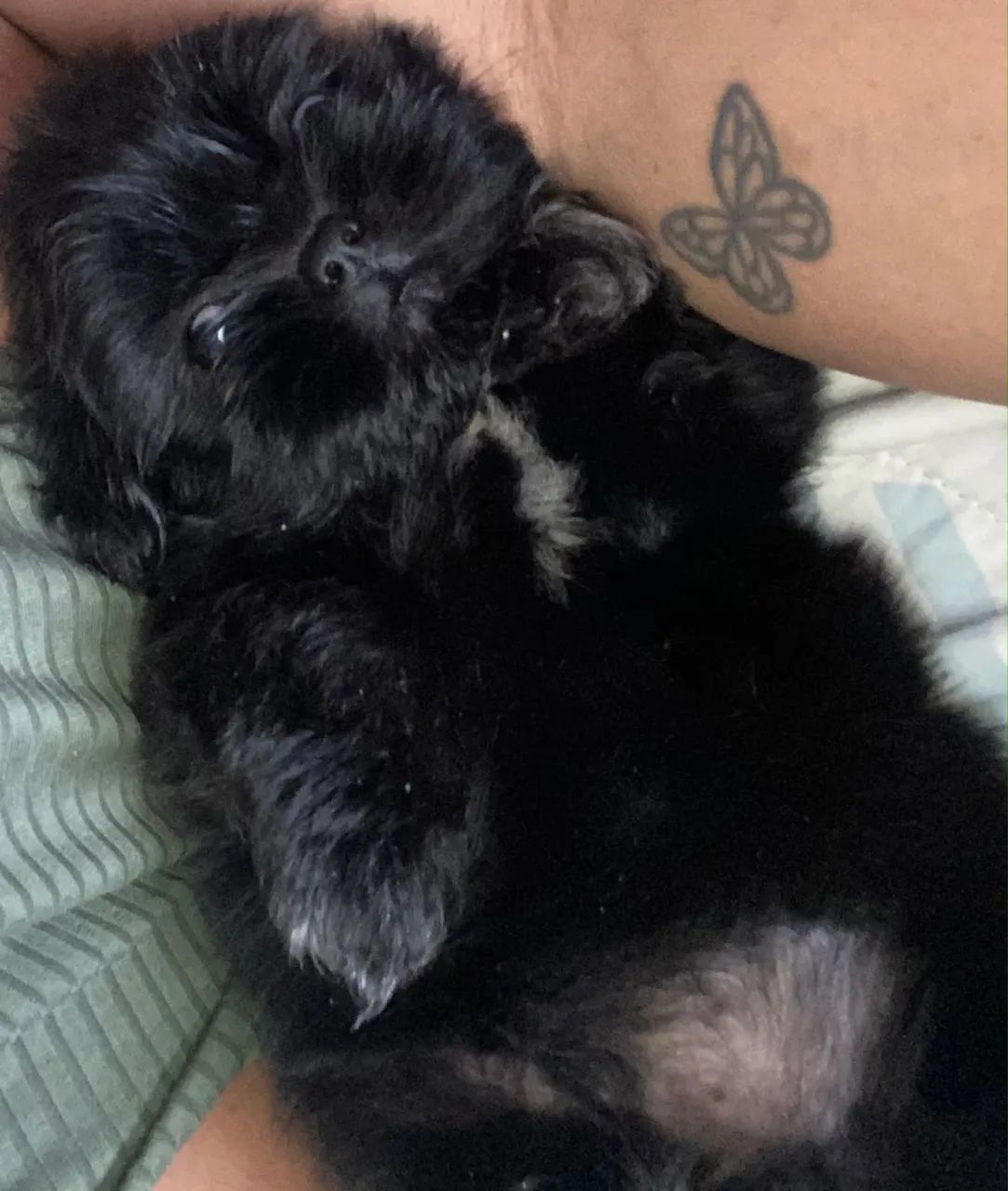 Shihtzu preto 