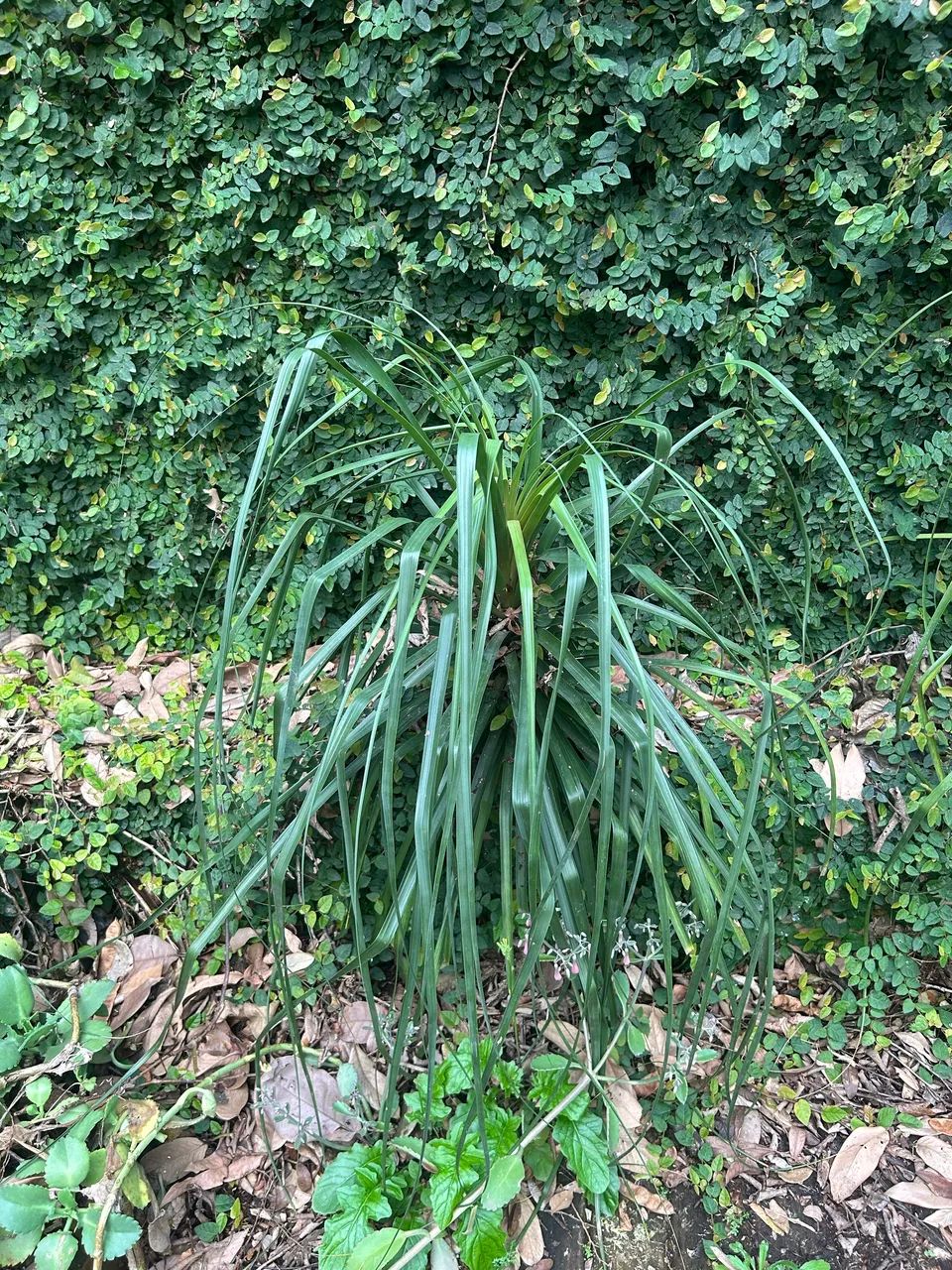 Planta Pata de elefante  - Foto 4