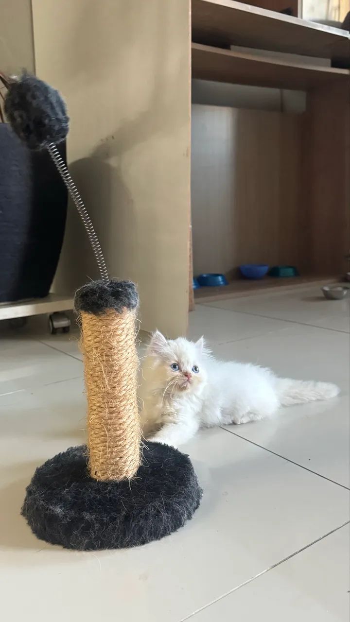 Filhotes de gato tipo persa