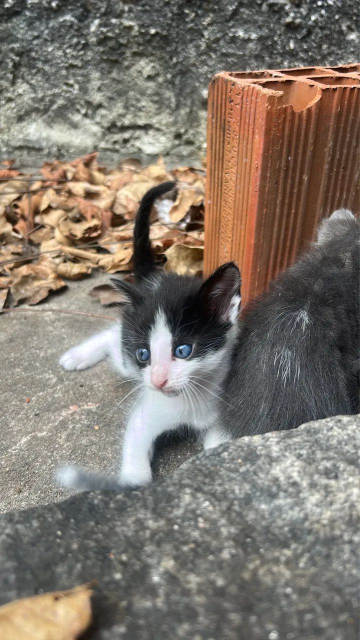 Gatinhas para adoção - Foto 3