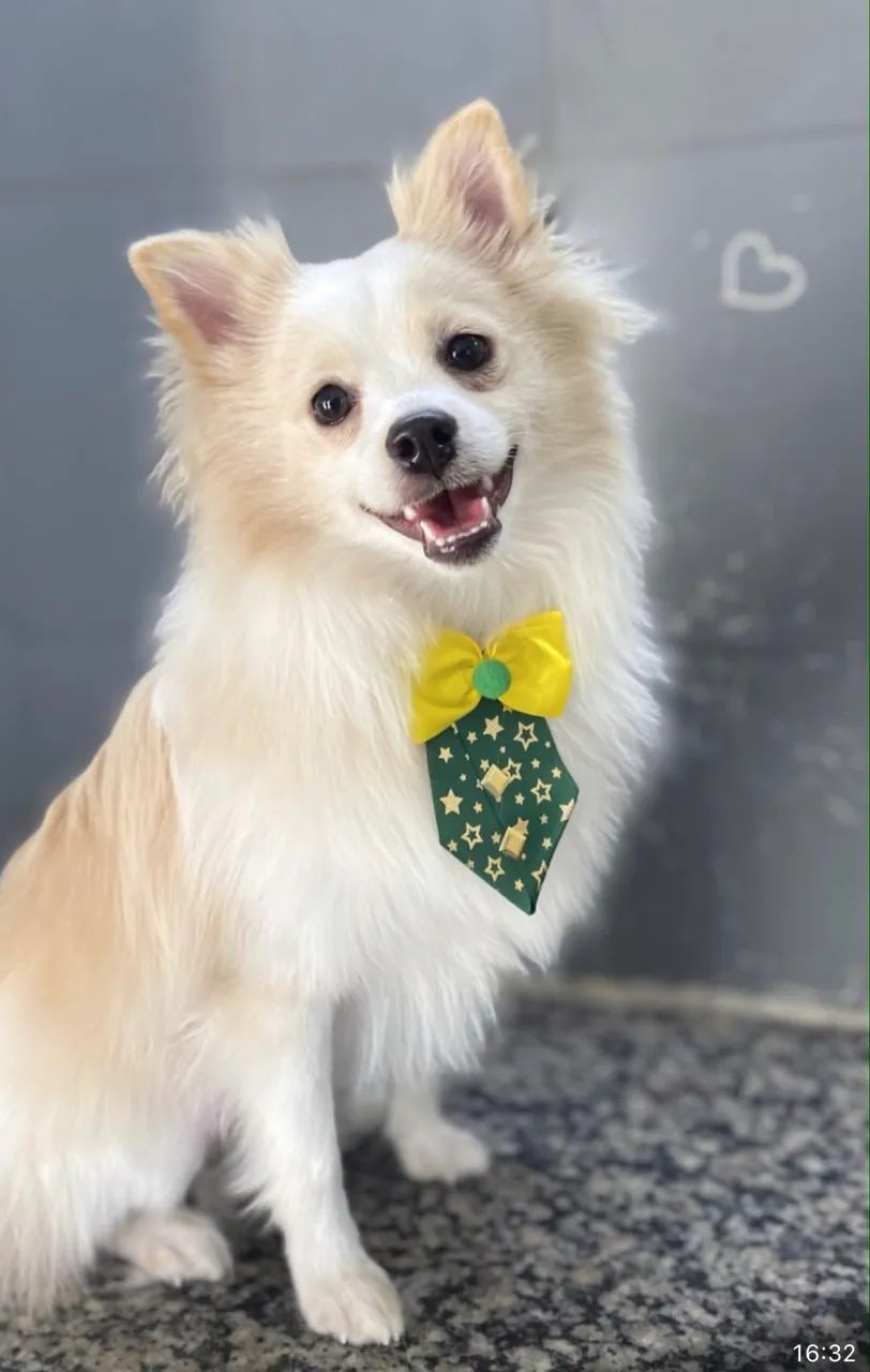 Spitz alemão  - Foto 4