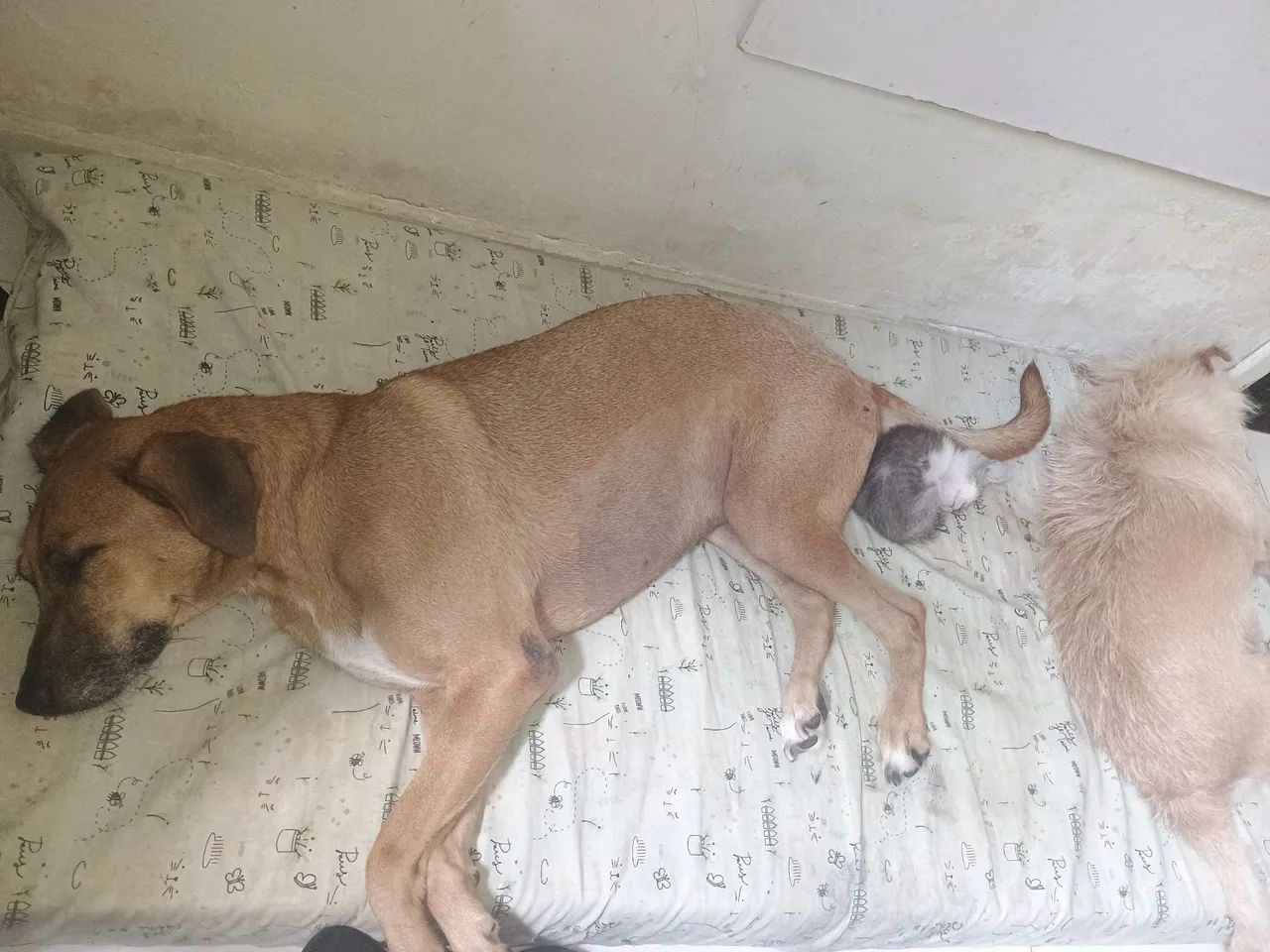 Gatinhos para doacao - Foto 4