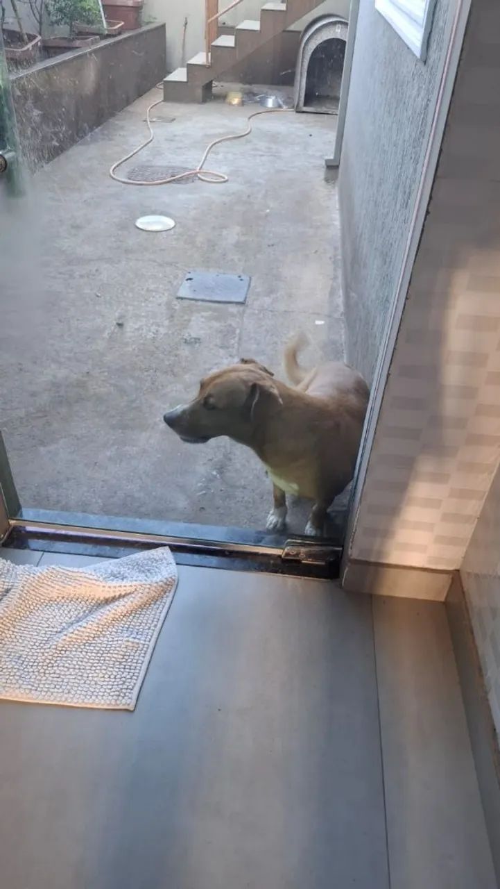 Cachorro de grande porte, procurando novo dono - Foto 4