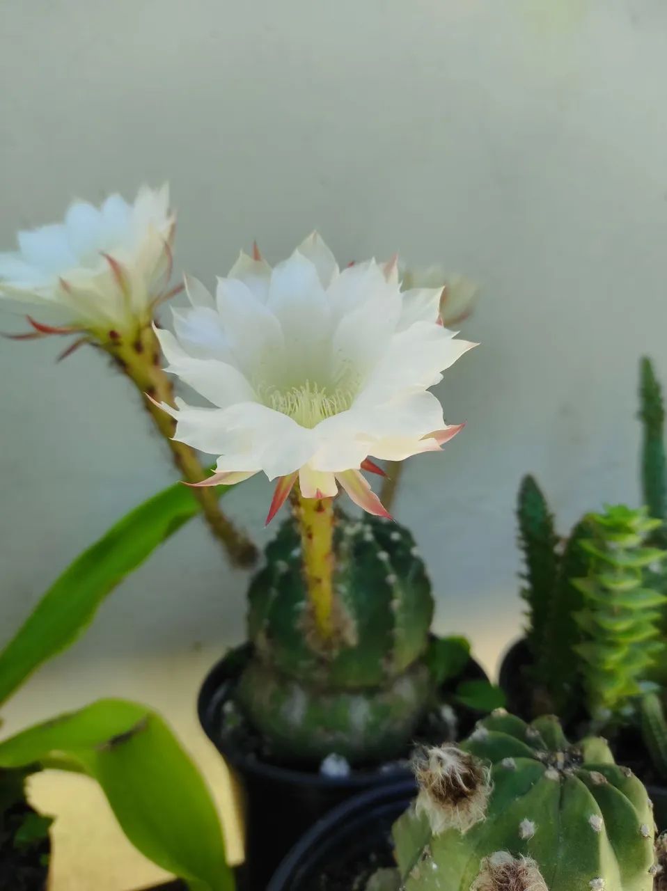 Cactos e suculentas - Foto 5