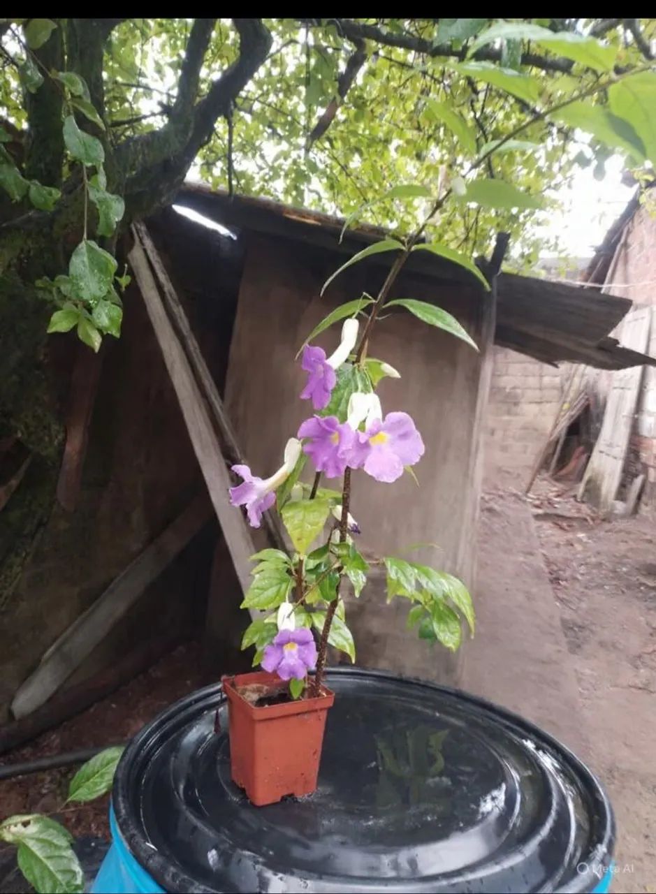 Turbegia flor roxa ja colocado flores 