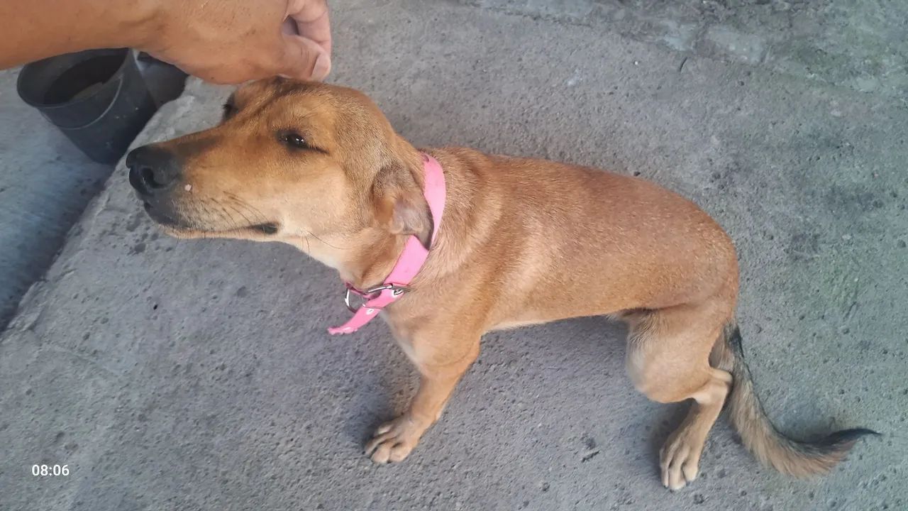 Raça não definida  - Foto 4