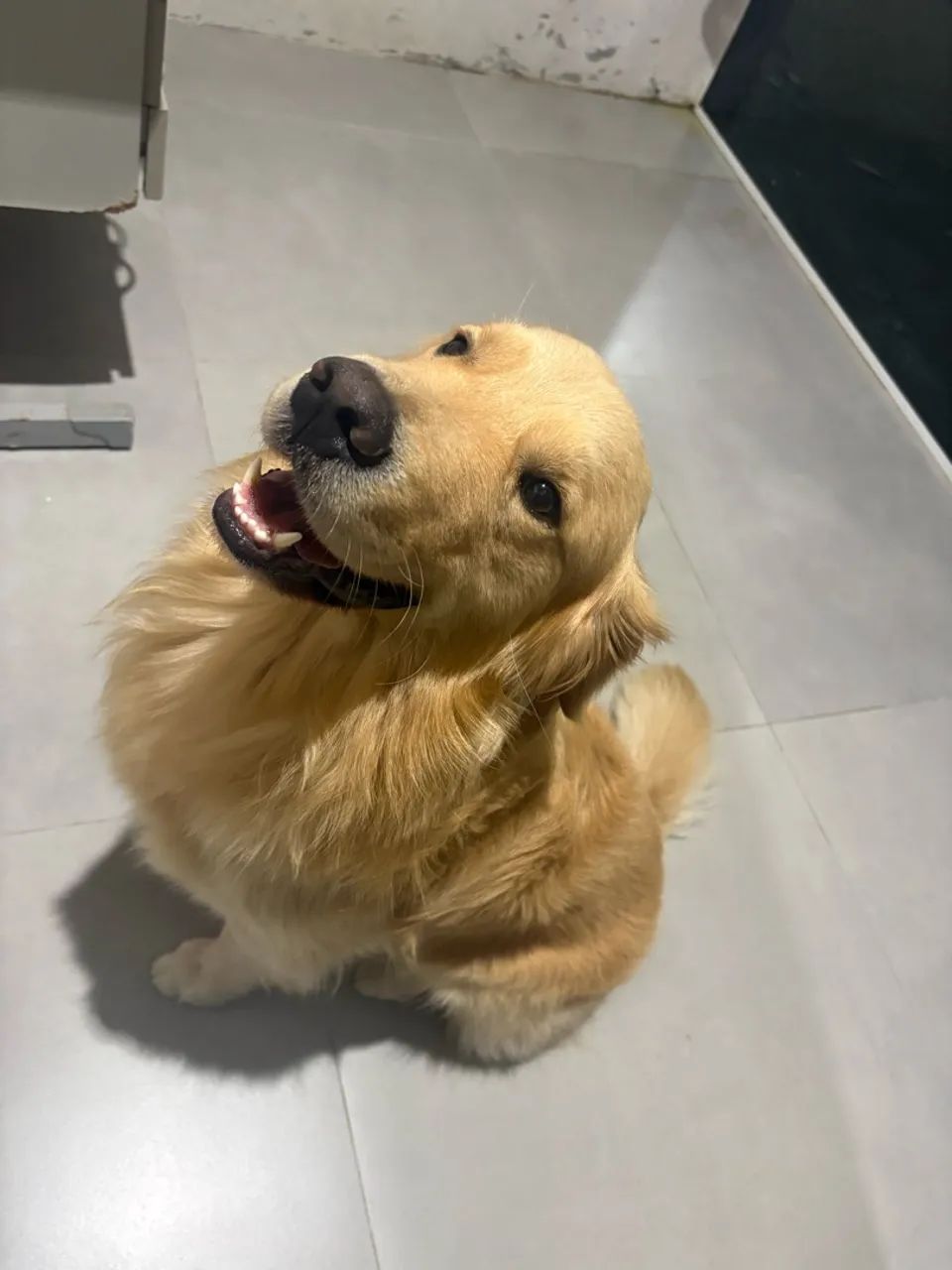 Reprodutor Golden Retriver  - Foto 2