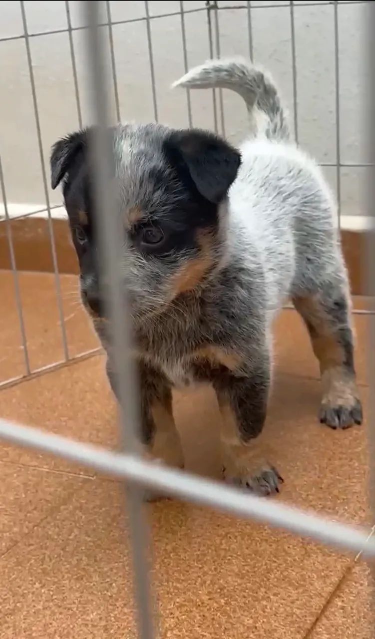Fêmeas de Blue heeler - Foto 4
