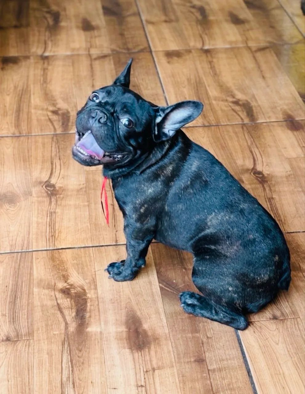 Buldogue Francês  - Foto 3