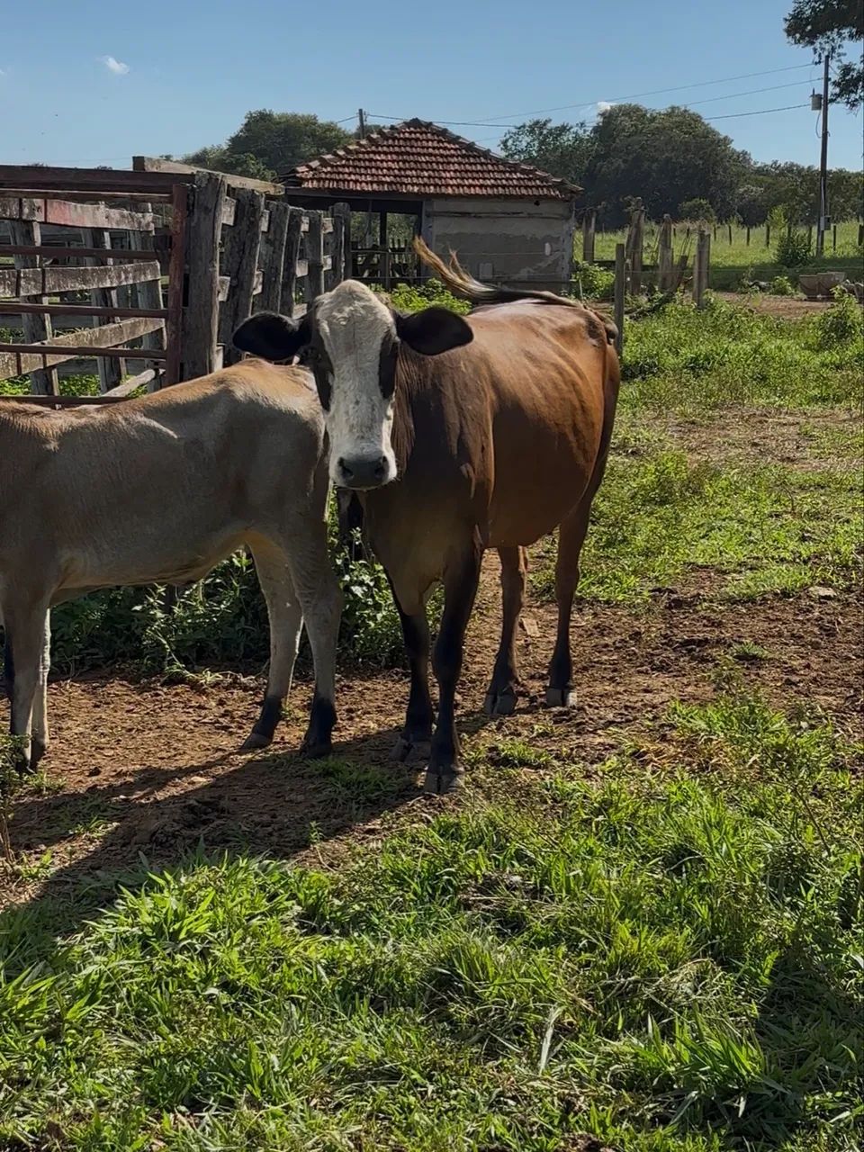 Vacas à venda  - Foto 4